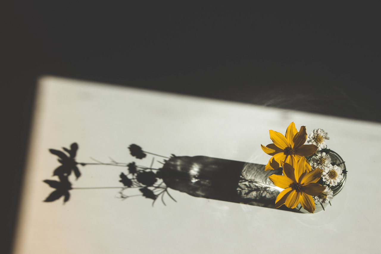 Flowers and shadows on a wall