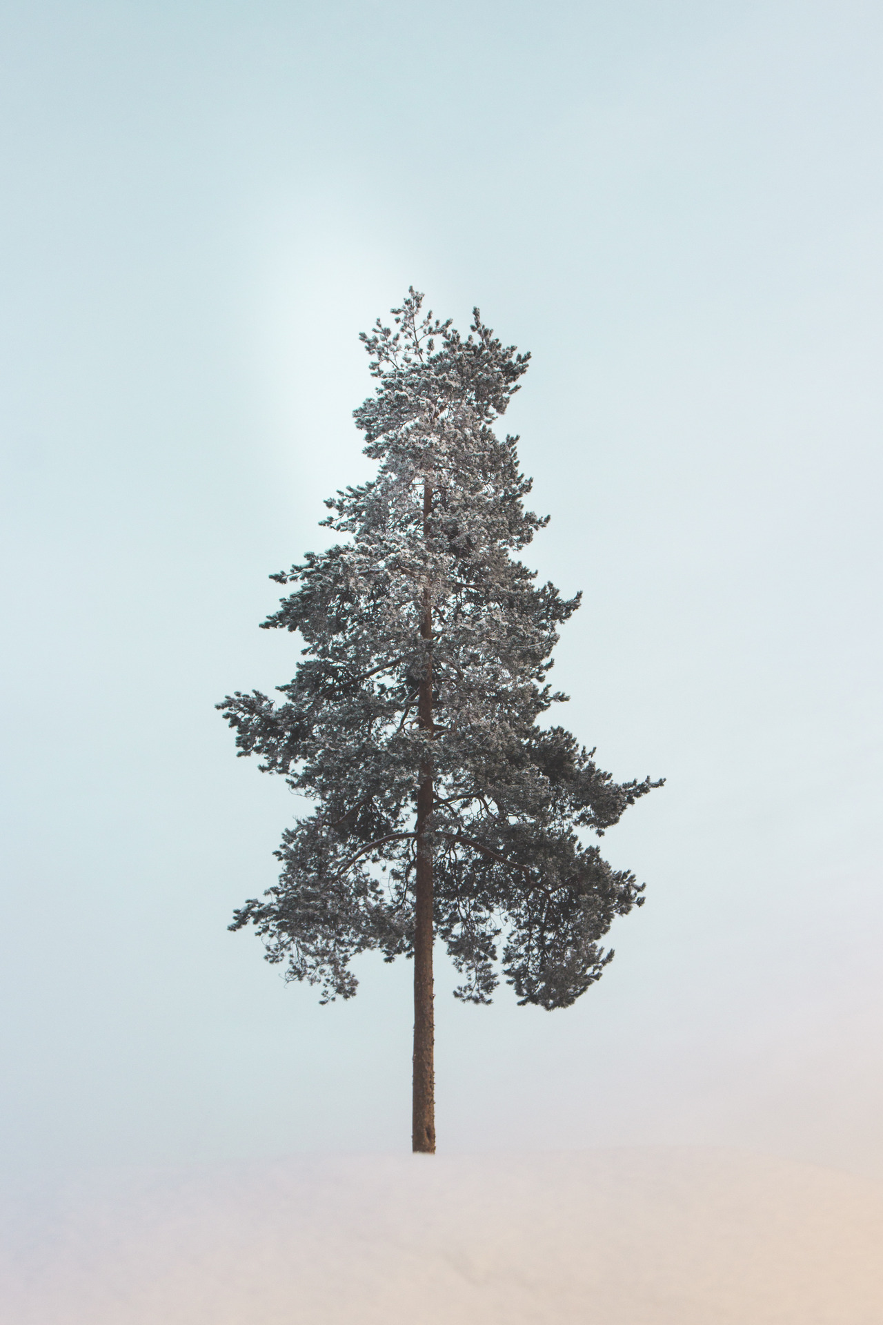 Solitary tree against a pale sky