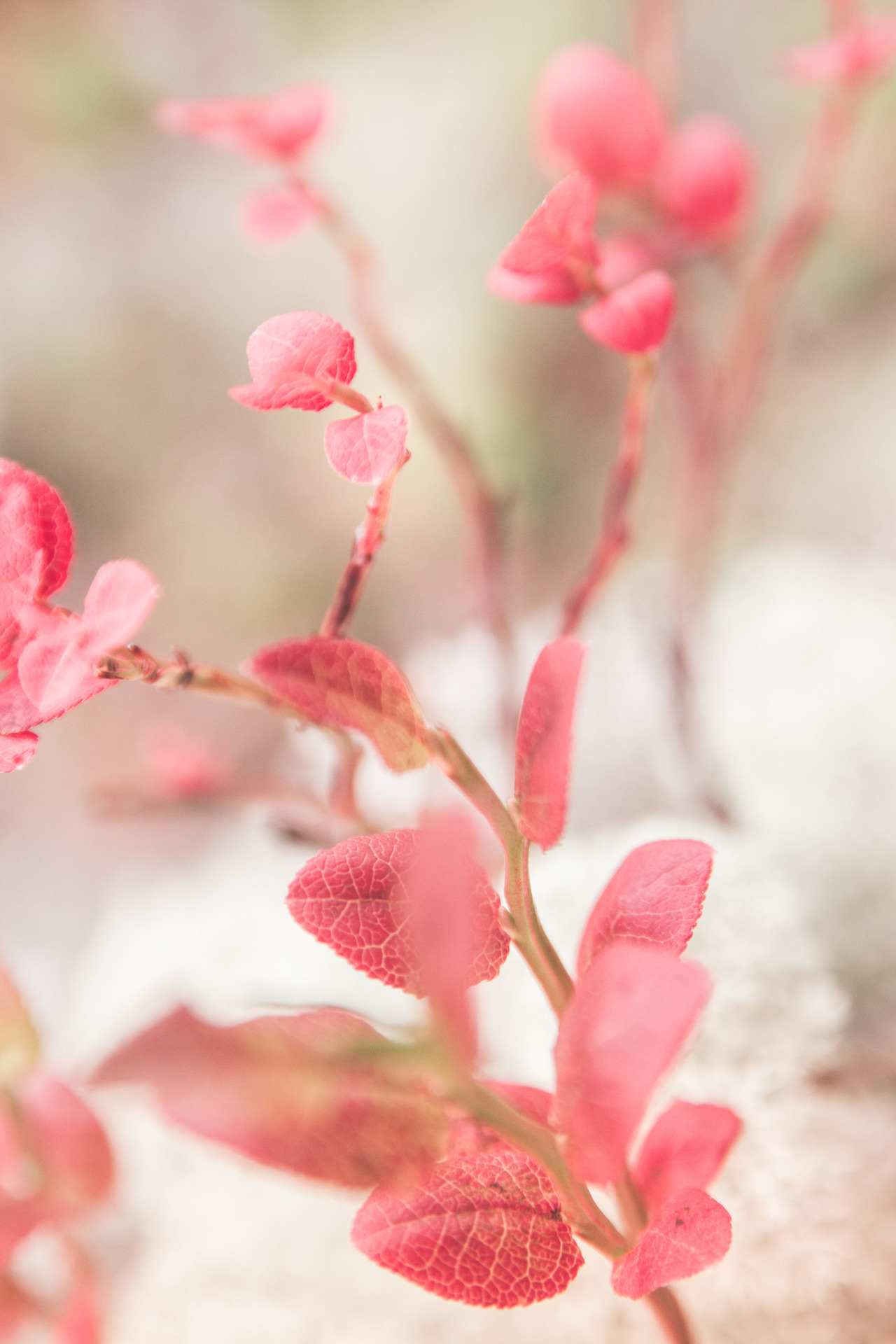Soft pink flower study